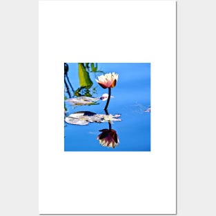 White Water Lily in the Sun Posters and Art